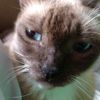catxdna