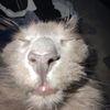 manny_cats12