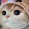 susan_lovepets