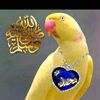 yaqoot.hadim