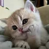 kimbeolli_340