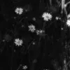 miu_dth_0506