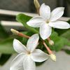 alyasmin.flower1