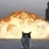 why?