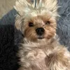 shortythemorkie