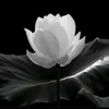 thuynguyenvt83