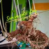 samvacuocsongtvtiktok.co