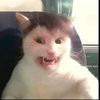 srstewhite1