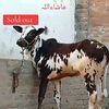 ahtshamgujjar574