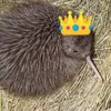 kiwi.0fficiel
