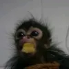 xông dìa