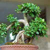Nguyên Thích Trồng Cây