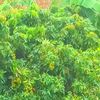 mdsabbir92939