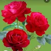 useroo8zz021on