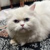 raiimran590