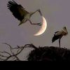 walaa.elshickh