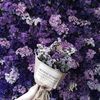 wafaaahmed4470