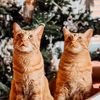 Zazu VS. Rabi Cats
