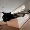 catmom44770