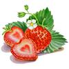 strawberry___jesse