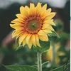 kh_huien10c