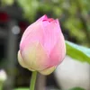anlannha81