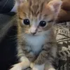 clcuti0