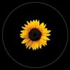 .shine.lay47