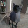 moew_42