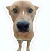 coitrungkao