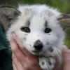 im.a.vulpy