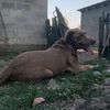 celo_koda4ke