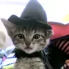 .kiticat
