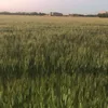 saad.msellmi
