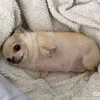.melitugatitamiaumiau