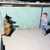 jado_k9