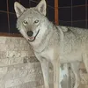 wolf_alardawy
