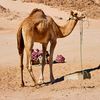 ahmedyare306
