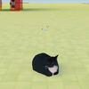 maxwell_cat2025