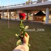 dnoush_2006