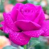 fatema41911