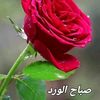 ahmadamer1752