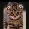 kuchshingpusss