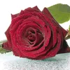 user8109344736517