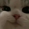 qtvy.ddus