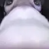 whotrainedblud