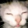 gato_pan15