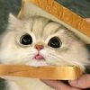 thet.su.paing1