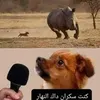 bocuhtakhay