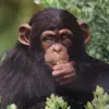 123monkey456